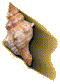 sea shell